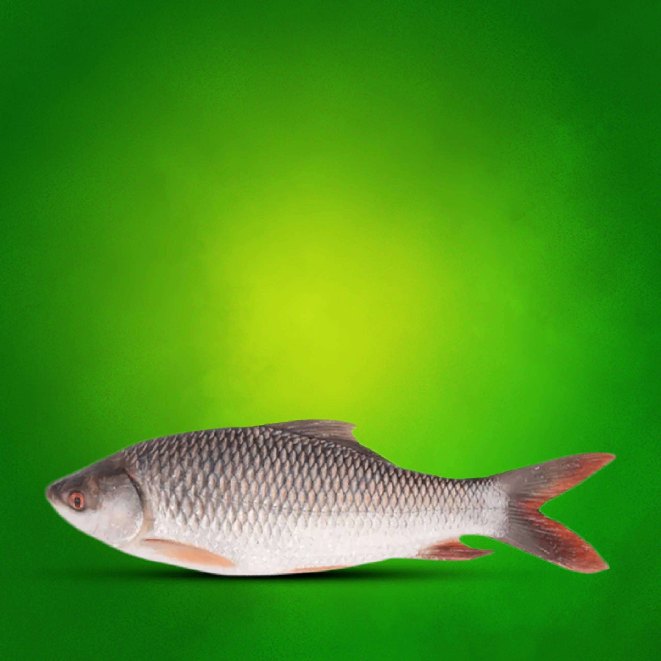 RB Image-02 Rohu Fish 1kg - Image 1